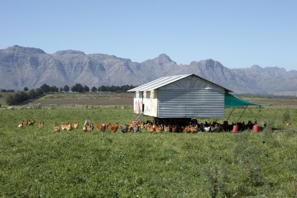 Biodynamic - Chicken Pen