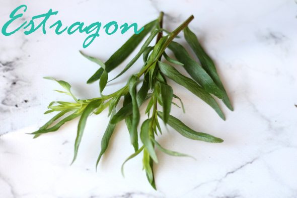 Hvordan dyrker man estragon