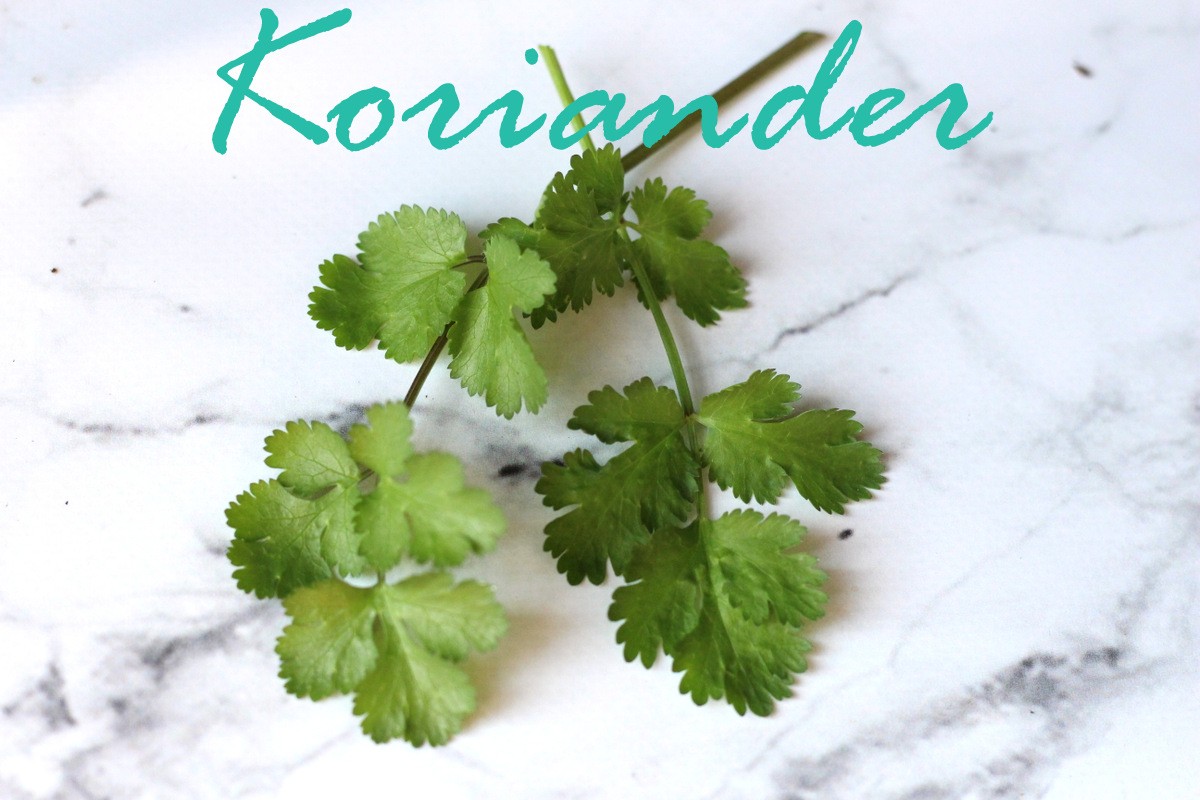 10 krydderurter du altid bør have på altanen, i vindueskarmen eller i haven