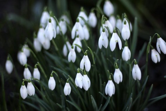 viden om vintergækker eller galanthus